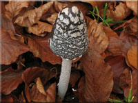 Specht-Tintling - Coprinopsis picacea