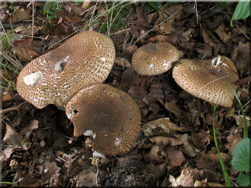 Spitzschuppiger Stachelschirmling - Echinoderma asperum