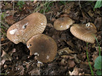 Spitzschuppiger Stachelschirmling - Echinoderma asperum