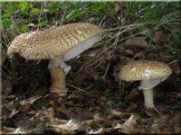 Spitzschuppiger Stachelschirmling - Echinoderma asperum