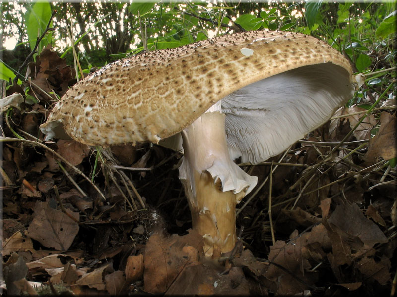 Spitzschuppiger Stachelschirmling - Echinoderma asperum
