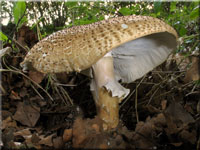 Spitzschuppiger Stachelschirmling - Echinoderma asperum