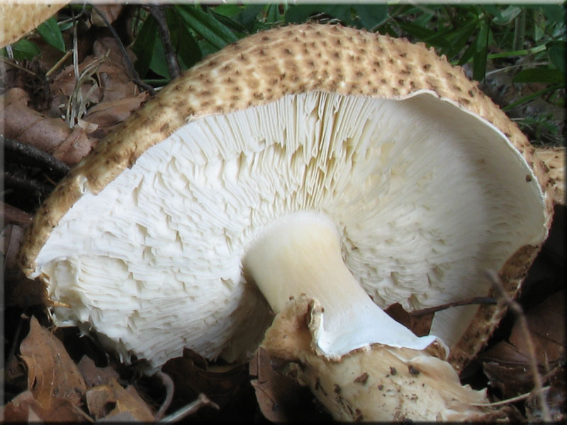 Spitzschuppiger Stachelschirmling - Echinoderma asperum
