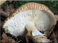 Spitzschuppiger Stachelschirmling - Echinoderma asperum