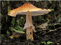Spitzschuppiger Stachelschirmling - Echinoderma asperum