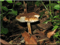 Kastanienbrauner Schirmling - Lepiota castanea