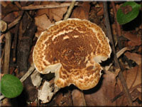 Kastanienbrauner Schirmling - Lepiota castanea