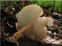 Kastanienbrauner Schirmling - Lepiota castanea