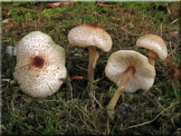 Stinkschirmling - Lepiota cristata