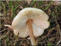Stinkschirmling - Lepiota cristata