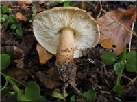 Kleinster Stachelschirmling - Lepiota pseudoasperula