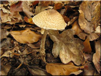 Gelbwolliger Schirmling - Lepiota ventriosospora