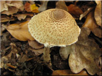 Gelbwolliger Schirmling - Lepiota ventriosospora