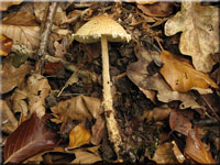 Gelbwolliger Schirmling - Lepiota ventriosospora