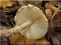 Gelbwolliger Schirmling - Lepiota ventriosospora
