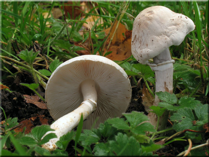 Rosablttriger Egerlingsschirmling - Leucoagaricus leucothites