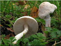 Rosablttriger Egerlingsschirmling - Leucoagaricus leucothites