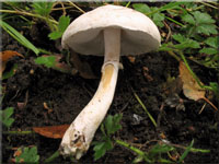 Rosablttriger Egerlingsschirmling - Leucoagaricus leucothites