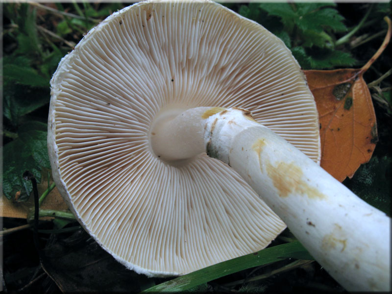 Rosablttriger Egerlingsschirmling - Leucoagaricus leucothites