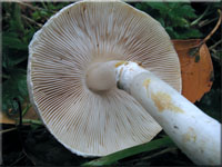 Rosablttriger Egerlingsschirmling - Leucoagaricus leucothites