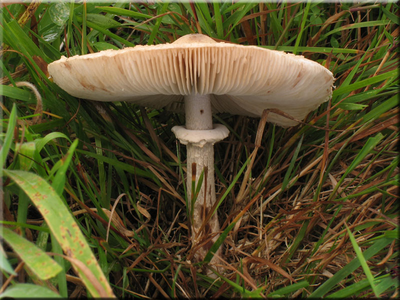 Acker-Riesenschirmpilz - Macrolepiota excoriata
