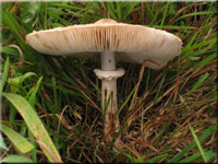 Acker-Riesenschirmpilz - Macrolepiota excoriata