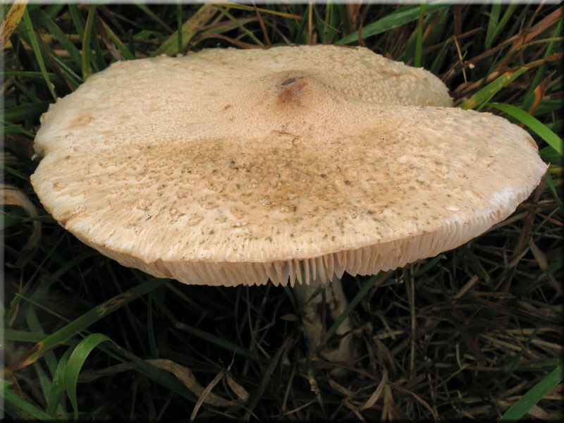 Acker-Riesenschirmpilz - Macrolepiota excoriata