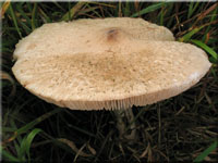 Acker-Riesenschirmpilz - Macrolepiota excoriata