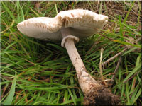Acker-Riesenschirmpilz - Macrolepiota excoriata