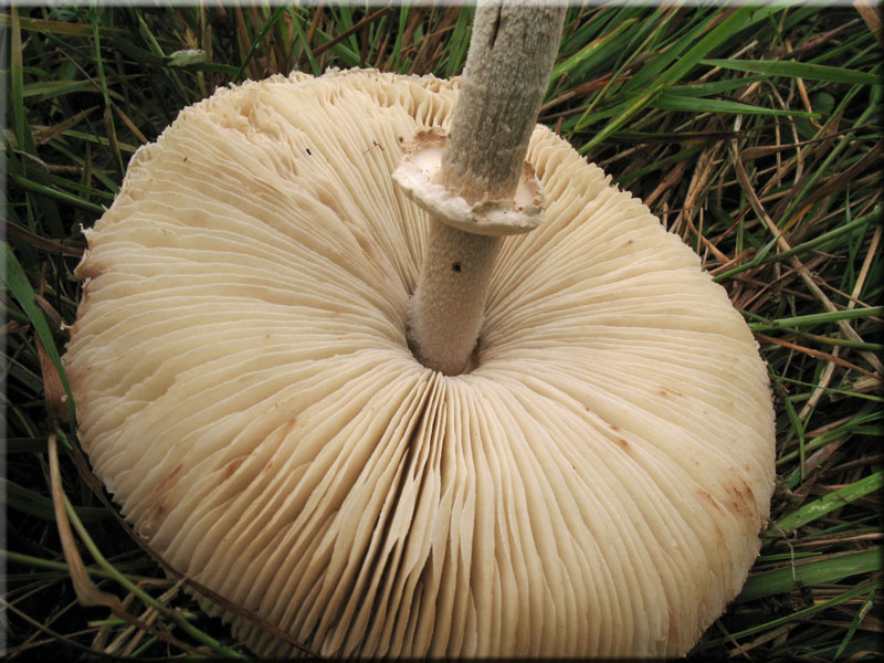 Acker-Riesenschirmpilz - Macrolepiota excoriata