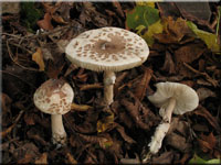 Rußigbeschuppter Riesenschirmpilz - Macrolepiota fuligineosquarrosa