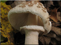 Ruigbeschuppter Riesenschirmpilz - Macrolepiota fuligineosquarrosa