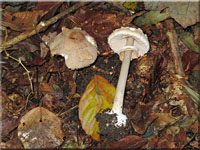 Sternschuppiger Riesenschirmpilz - Macrolepiota konradii