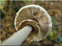 Sternschuppiger Riesenschirmpilz - Macrolepiota konradii