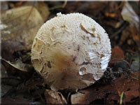 Sternschuppiger Riesenschirmpilz - Macrolepiota konradii