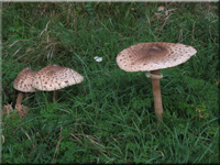 Macrolepiota procera