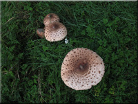 Parasolpilz - Macrolepiota procera