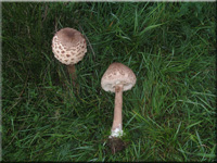 Parasolpilz - Macrolepiota procera