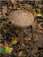 Parasolpilz - Macrolepiota procera