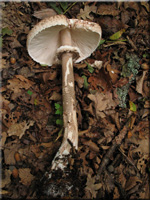 Parasolpilz - Macrolepiota procera