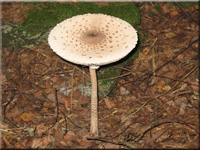 Parasolpilz - Macrolepiota procera