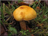 Glimmerschüppling - Phaeolepiota aurea