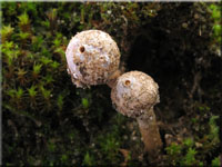 Winter-Stielbovist - Tulostoma brumale