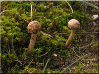 Winter-Stielbovist - Tulostoma brumale