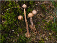 Winter-Stielbovist - Tulostoma brumale