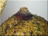 Winter-Stielbovist - Tulostoma brumale