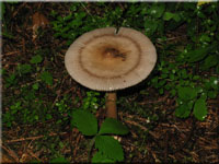 Zweifarbiger Streifling - Amanita battarrae 