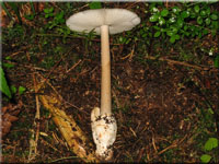 Zweifarbiger Streifling - Amanita battarrae 