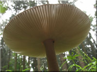 Zweifarbiger Streifling - Amanita battarrae 