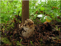Zweifarbiger Streifling - Amanita battarrae 